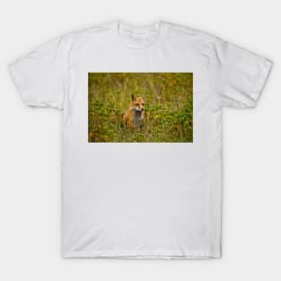 Red Fox In Field T-Shirt